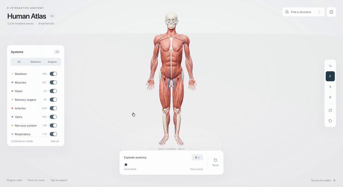 3D人体解剖模型